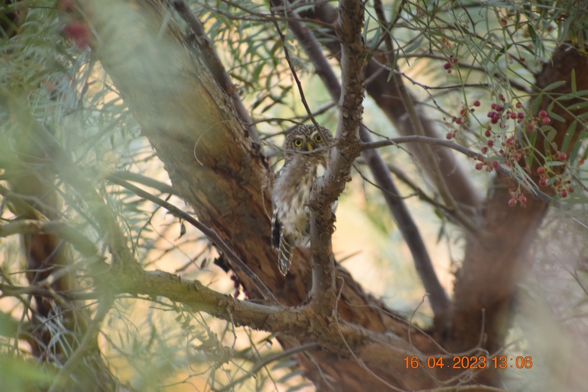 Peruvian Pygmy-Owl - ML560966371