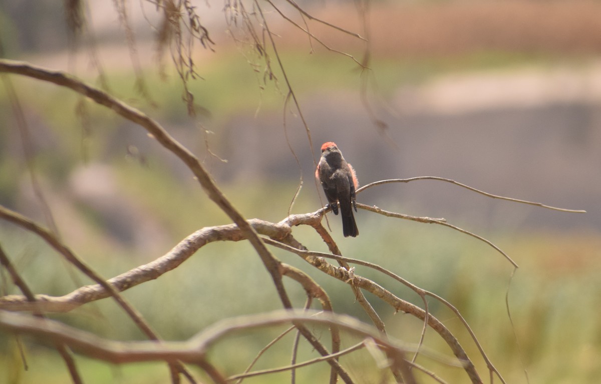Vermilion Flycatcher - ML560966481