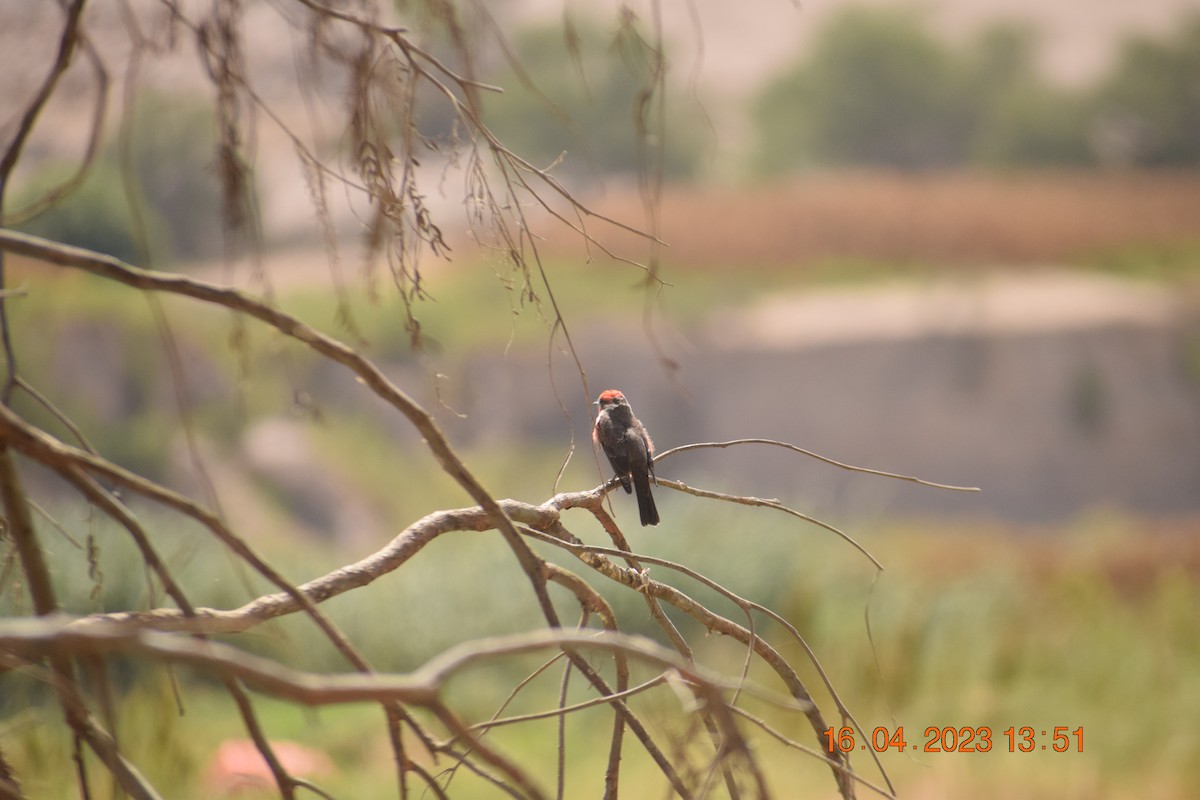 Vermilion Flycatcher - ML560966491