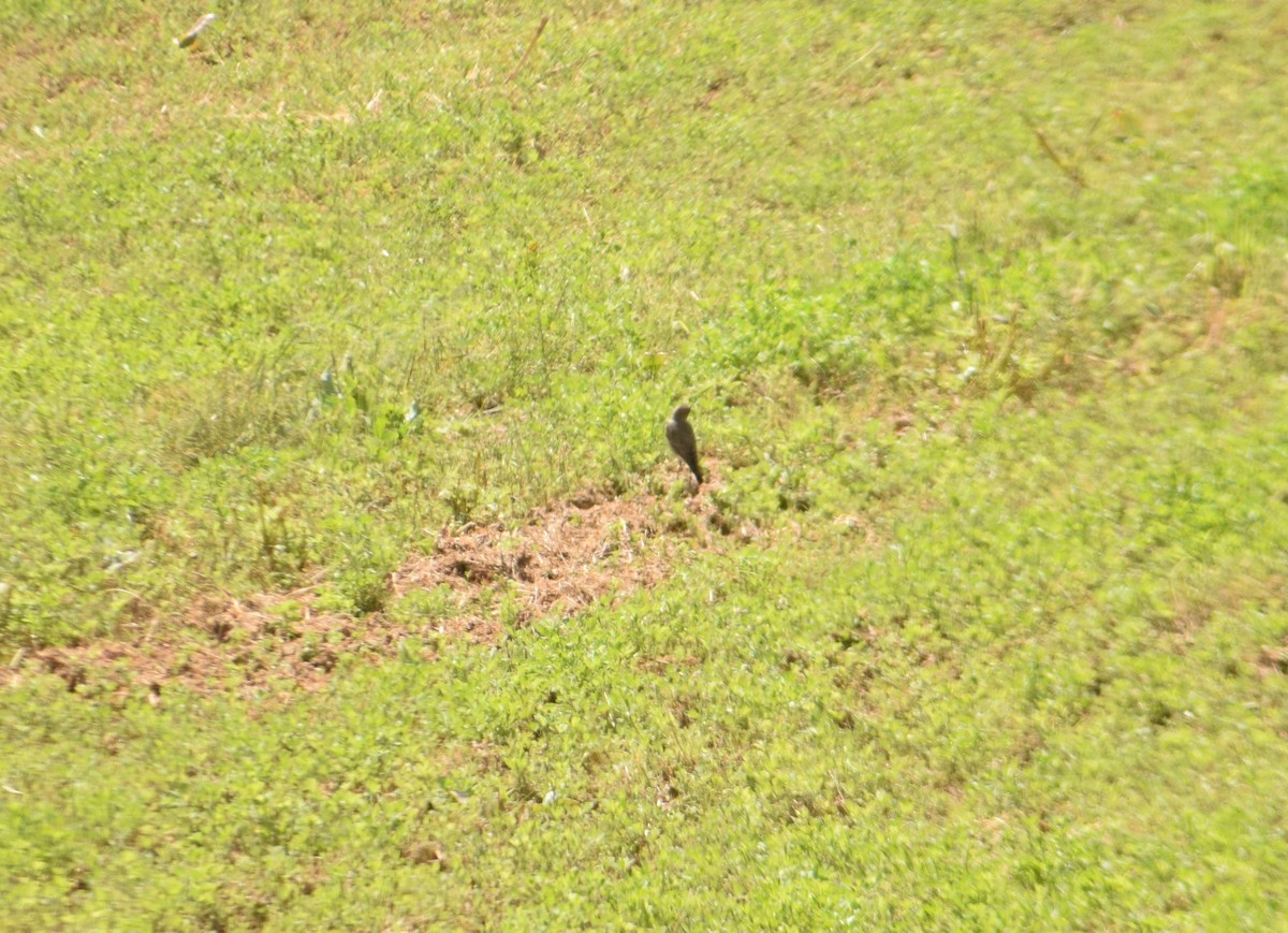 Dark-faced Ground-Tyrant - ML560966611