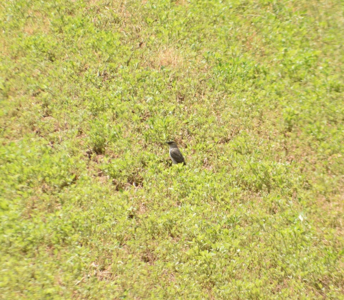Dark-faced Ground-Tyrant - ML560966621