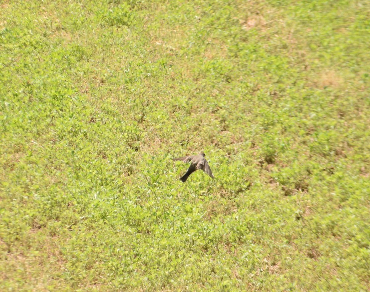 Dark-faced Ground-Tyrant - ML560966631