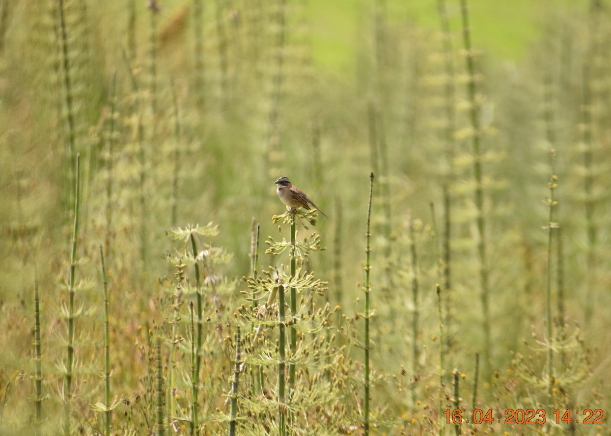 Rufous-collared Sparrow - ML560966651