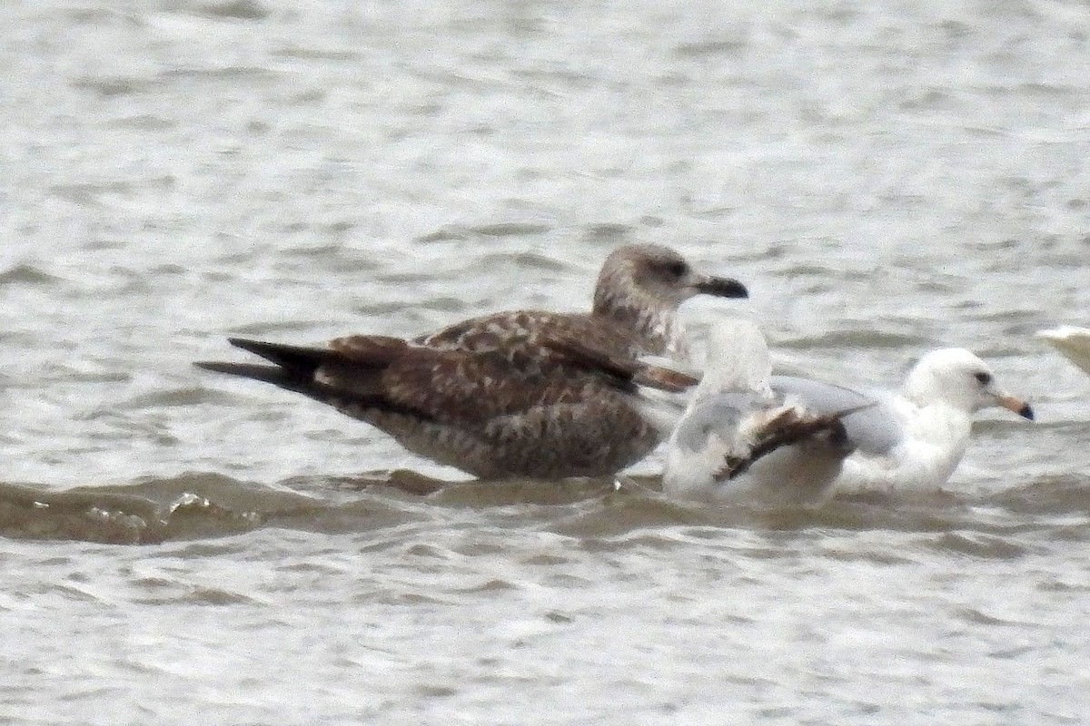 Lesser Black-backed Gull - ML560966961