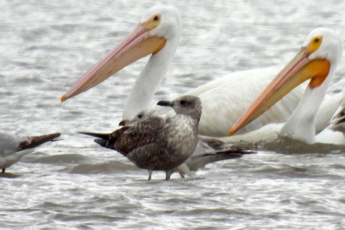 Lesser Black-backed Gull - ML560966981