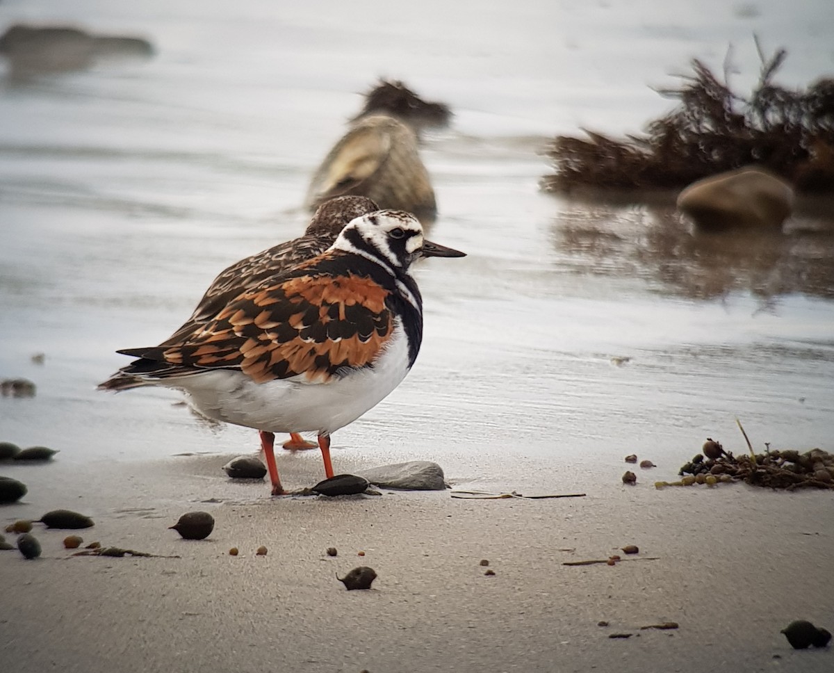 Алаг хайргач - ML560967771