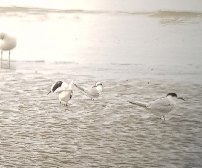 Хурган хараалай - ML560968201