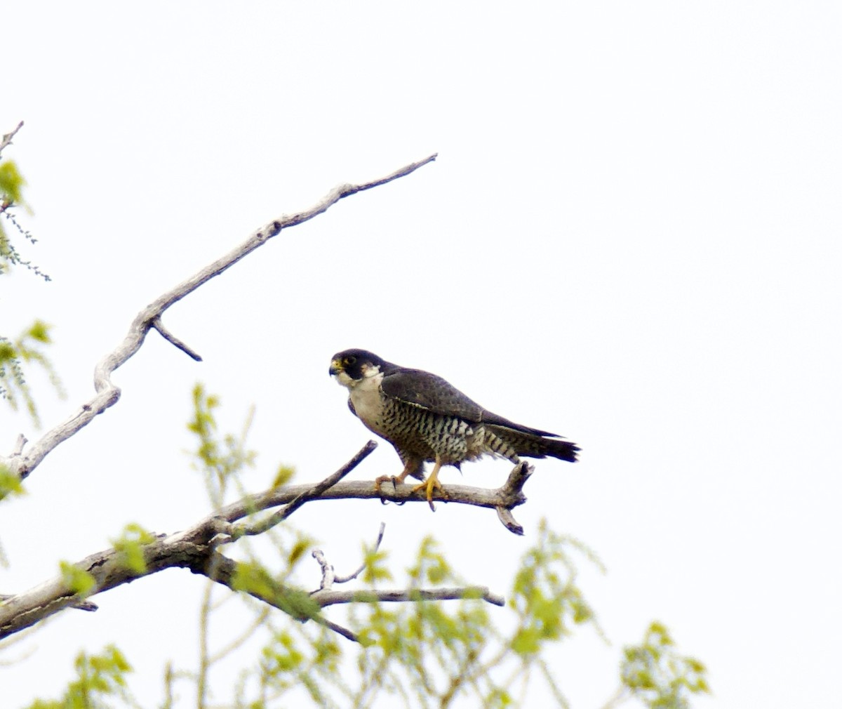 Peregrine Falcon - ML560968351