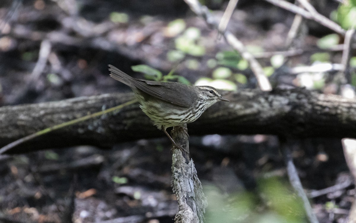 Northern Waterthrush - ML560970051