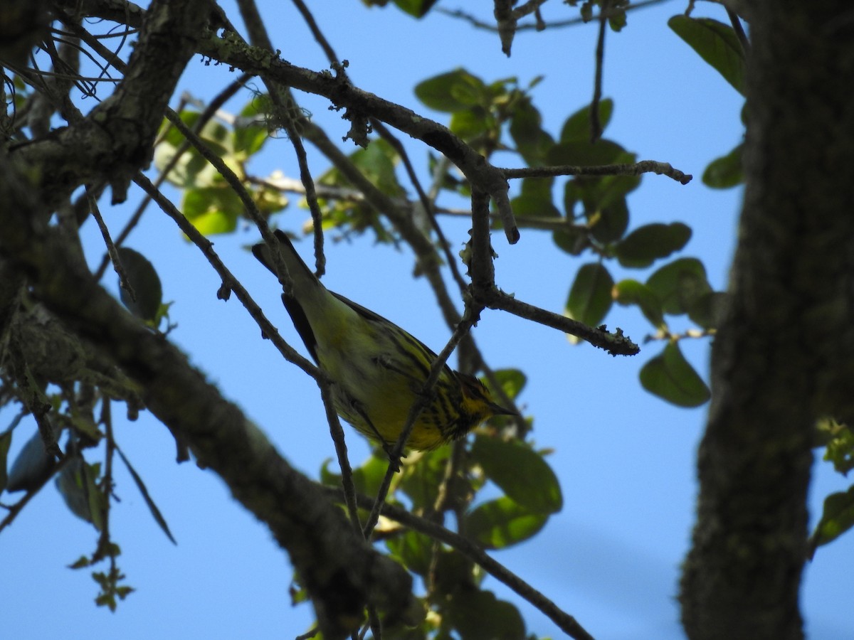 Cape May Warbler - ML560970301