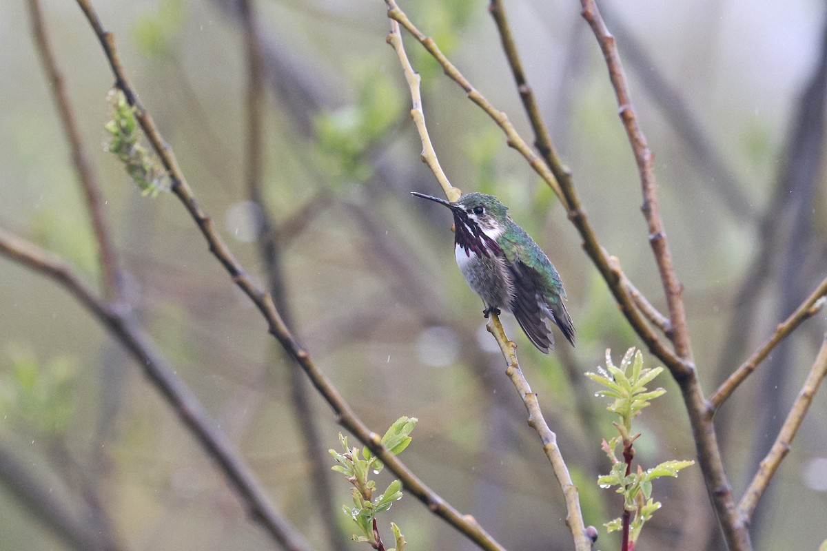 Calliope Hummingbird - ML560971431