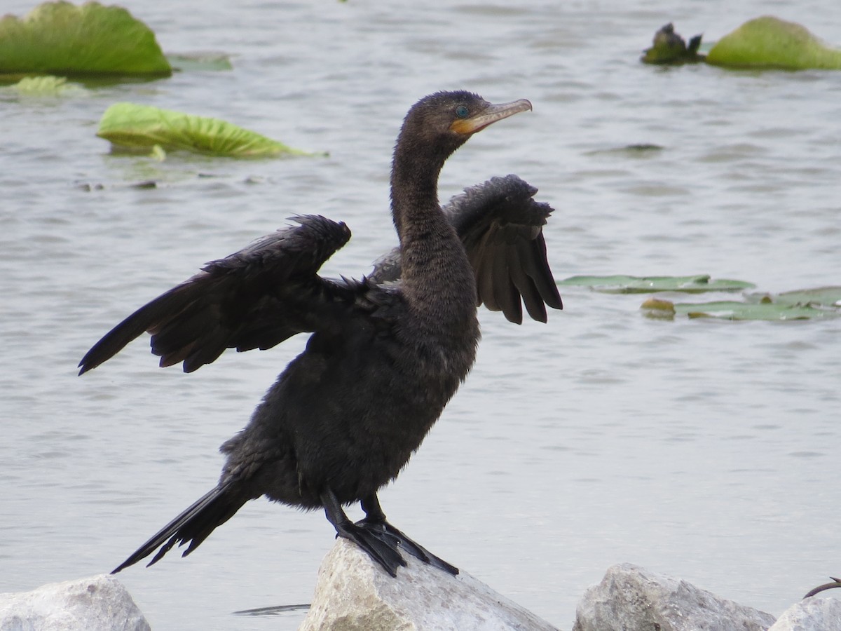 Neotropic Cormorant - ML560971771