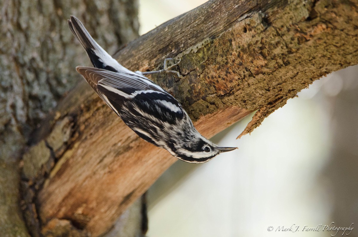 Black-and-white Warbler - Mark Farrell