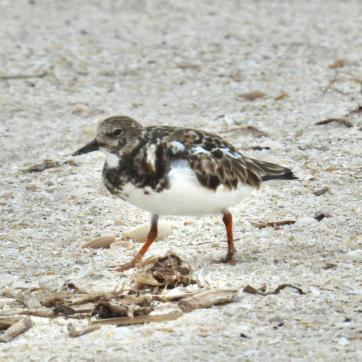 Ruddy Turnstone - ML560972081