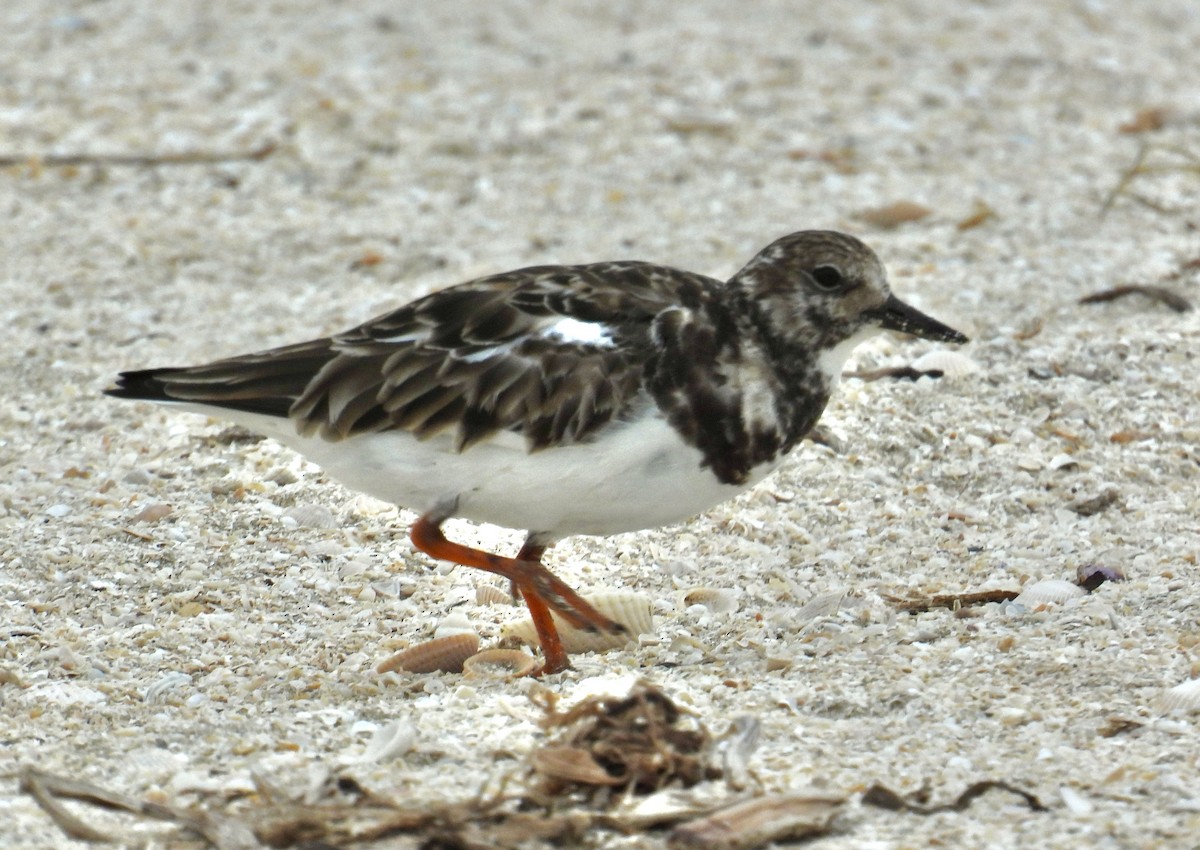 Ruddy Turnstone - ML560972091