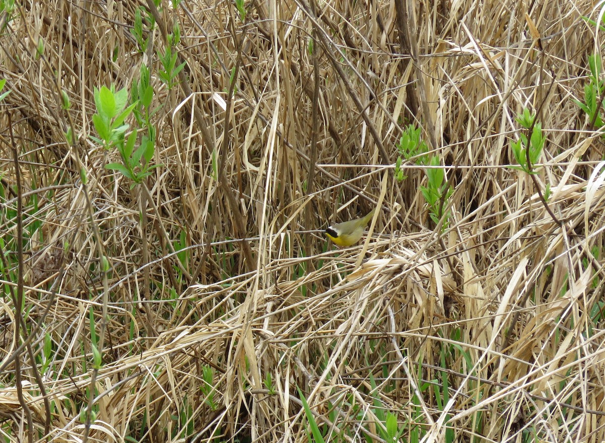 Common Yellowthroat - ML560972331