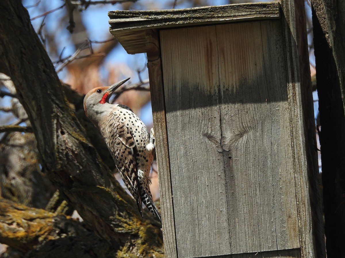 Northern Flicker (Red-shafted) - Mary Rumple