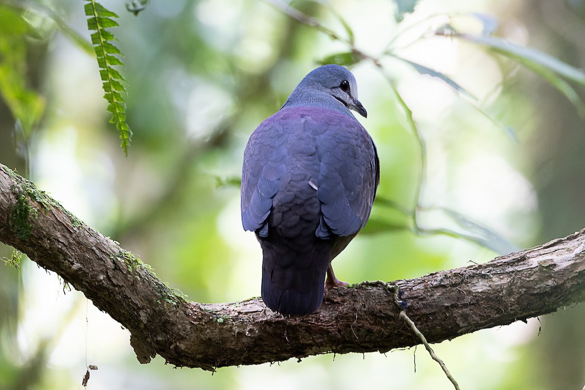 Purplish-backed Quail-Dove - ML560972831