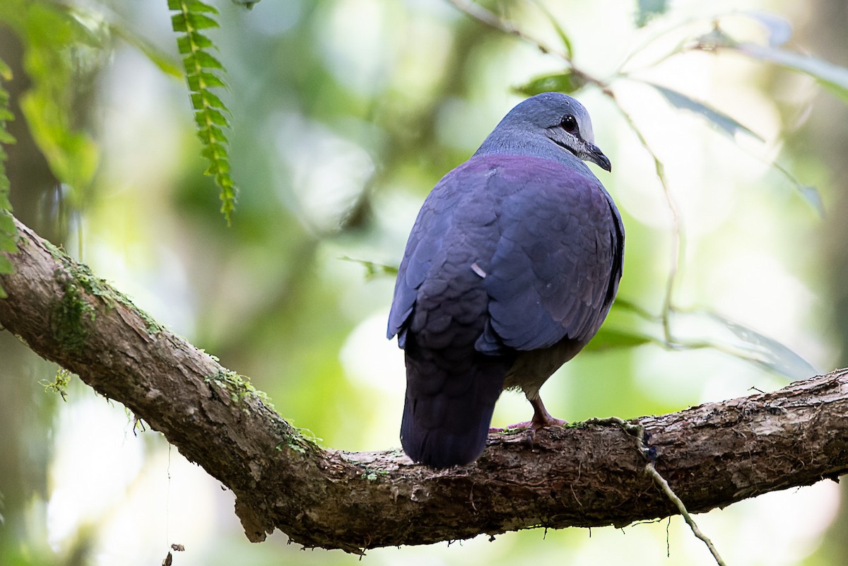 Purplish-backed Quail-Dove - ML560972851