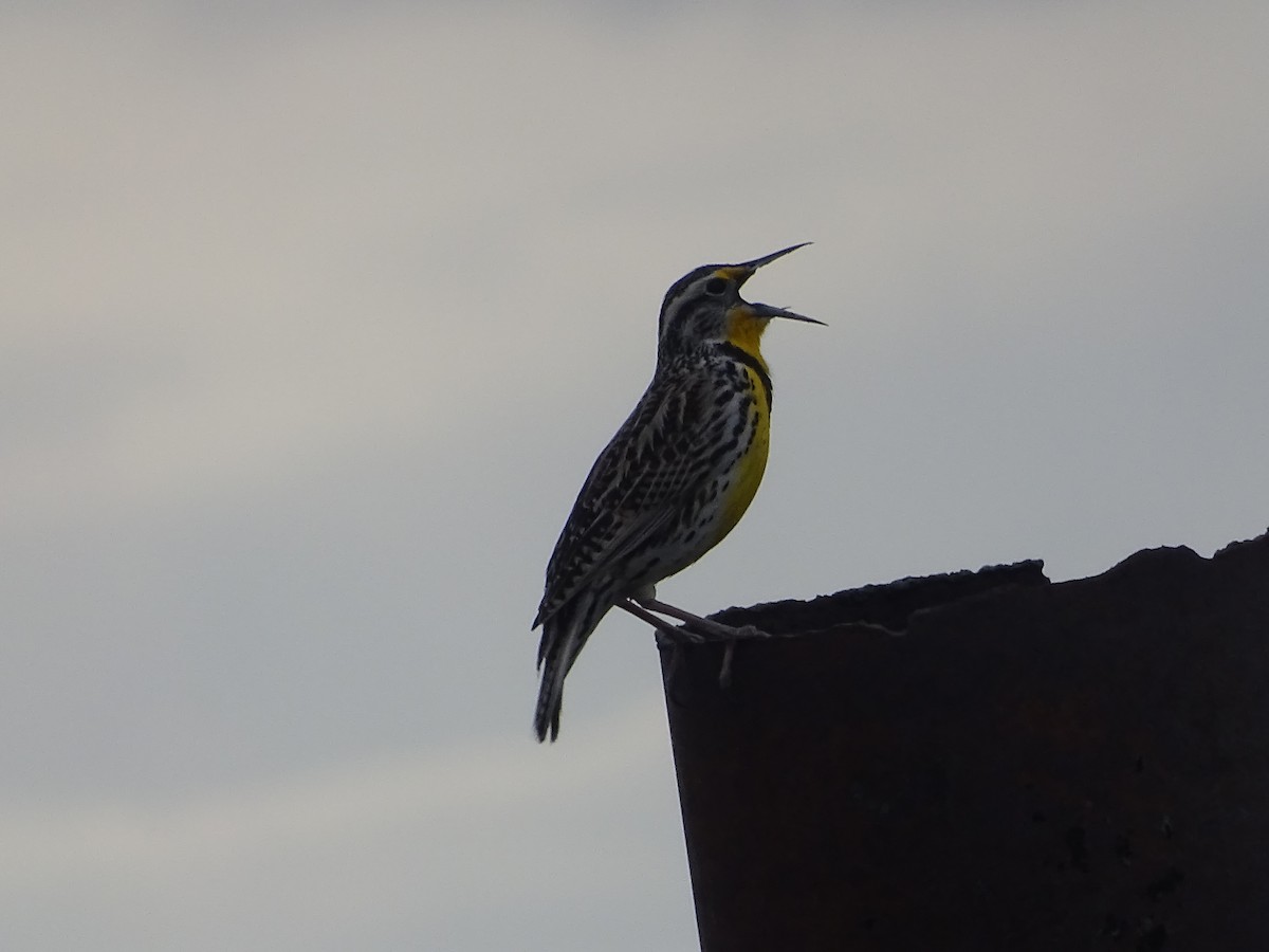 Western Meadowlark - Louie Johnson