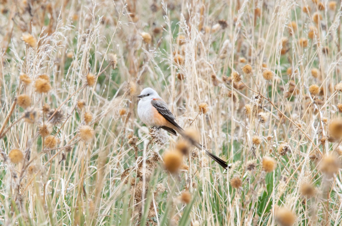 Scissor-tailed Flycatcher - ML560973701