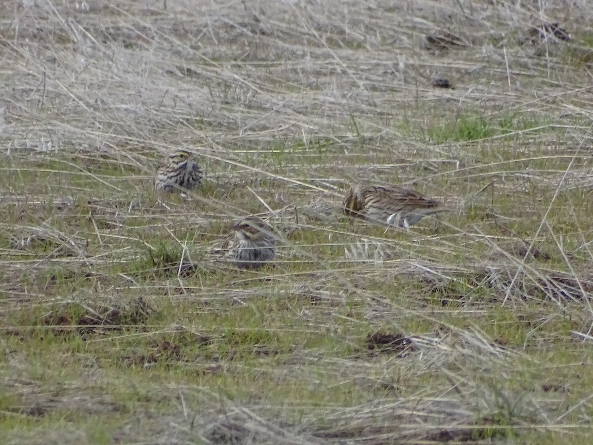 Savannah Sparrow - Louie Johnson