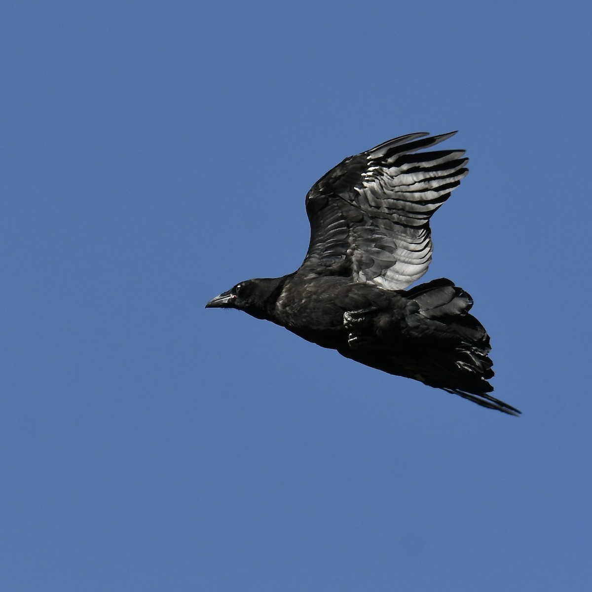 Common Raven - Paul Nielson