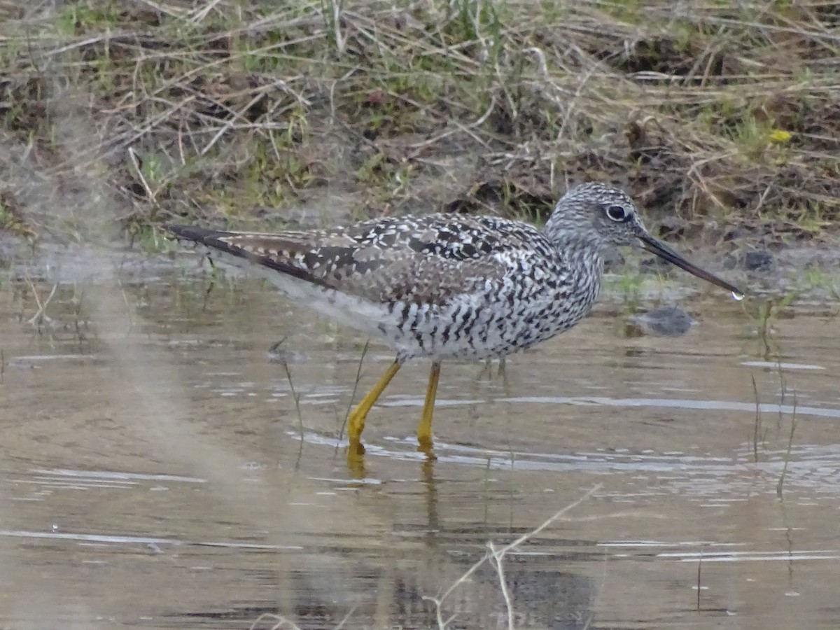 Greater Yellowlegs - ML560974081