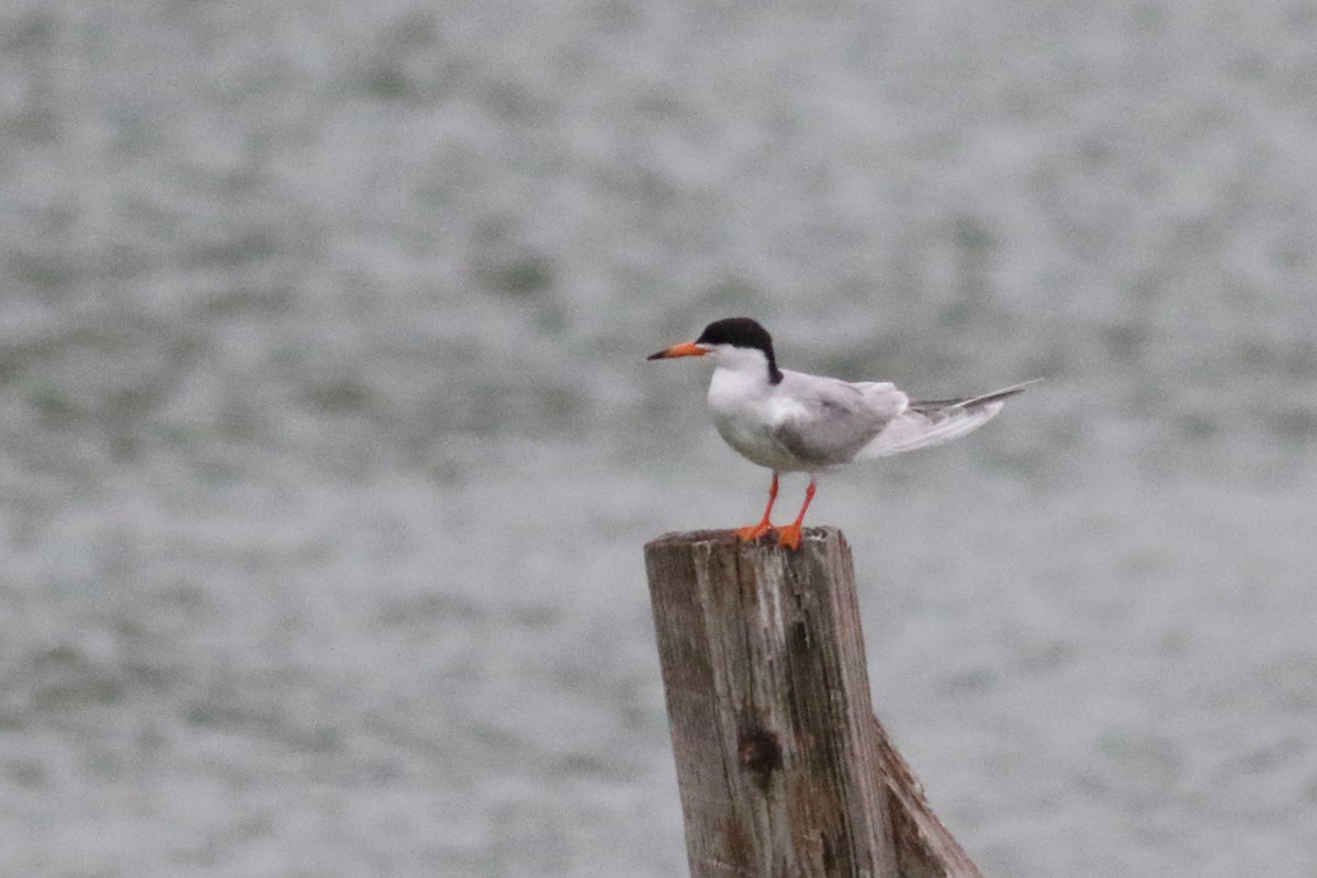 Forster's Tern - ML560974361