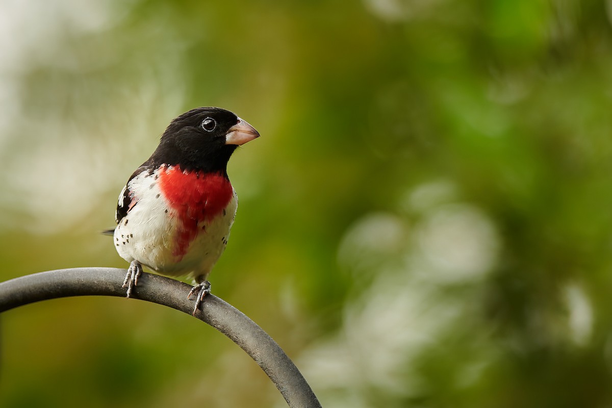 Rose-breasted Grosbeak - ML560974691