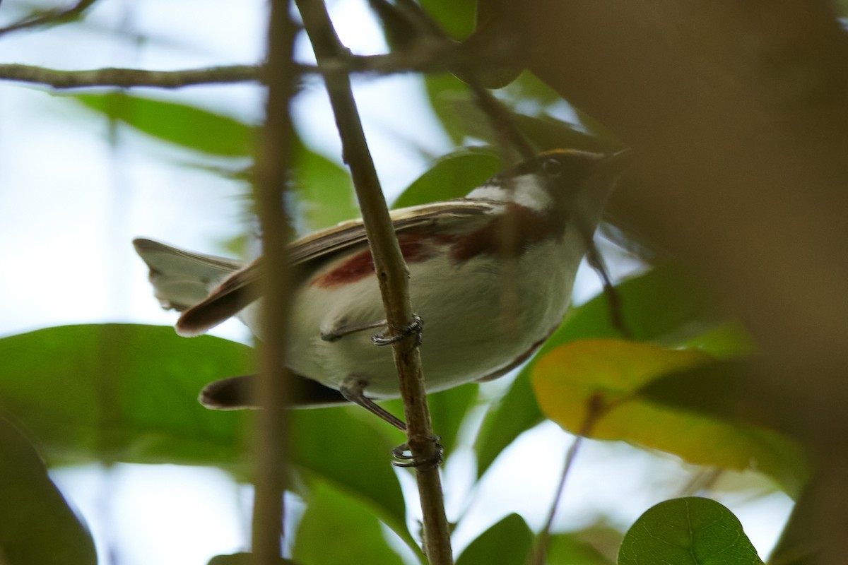 Chestnut-sided Warbler - emily neale