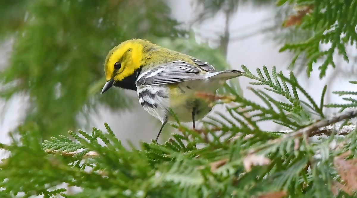 Black-throated Green Warbler - Trish Snider