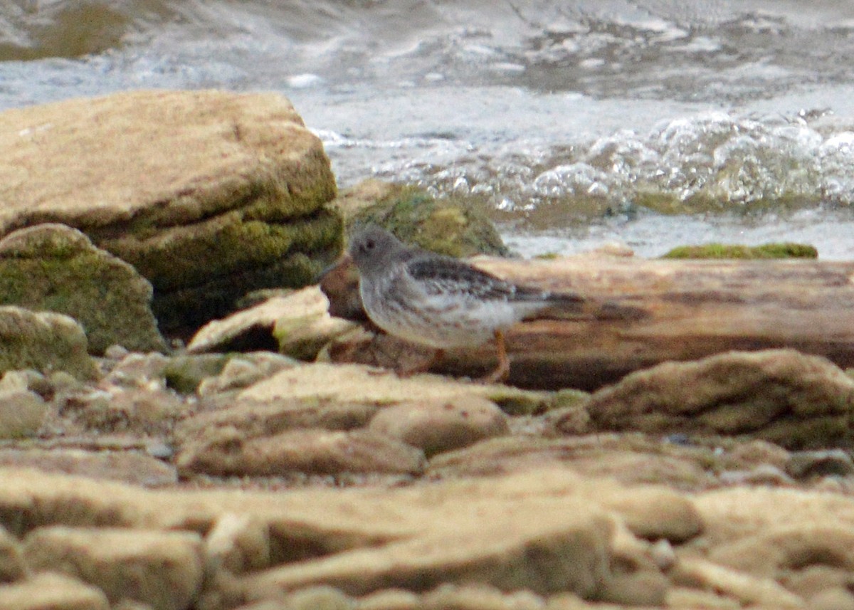 Purple Sandpiper - ML56097581