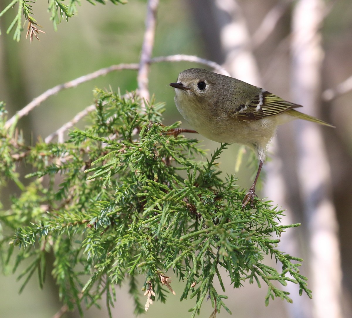 Ruby-crowned Kinglet - maggie peretto