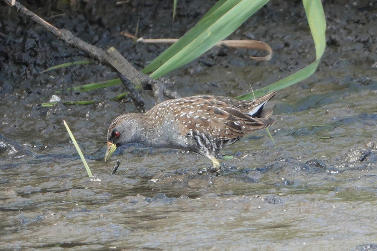 Australian Crake - ML560981221