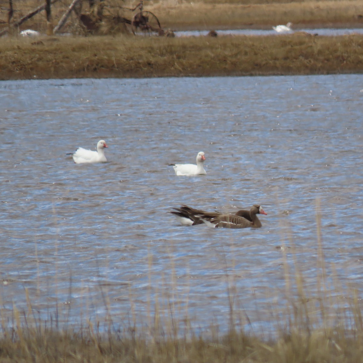 Greater White-fronted Goose (Western) - ML560981531