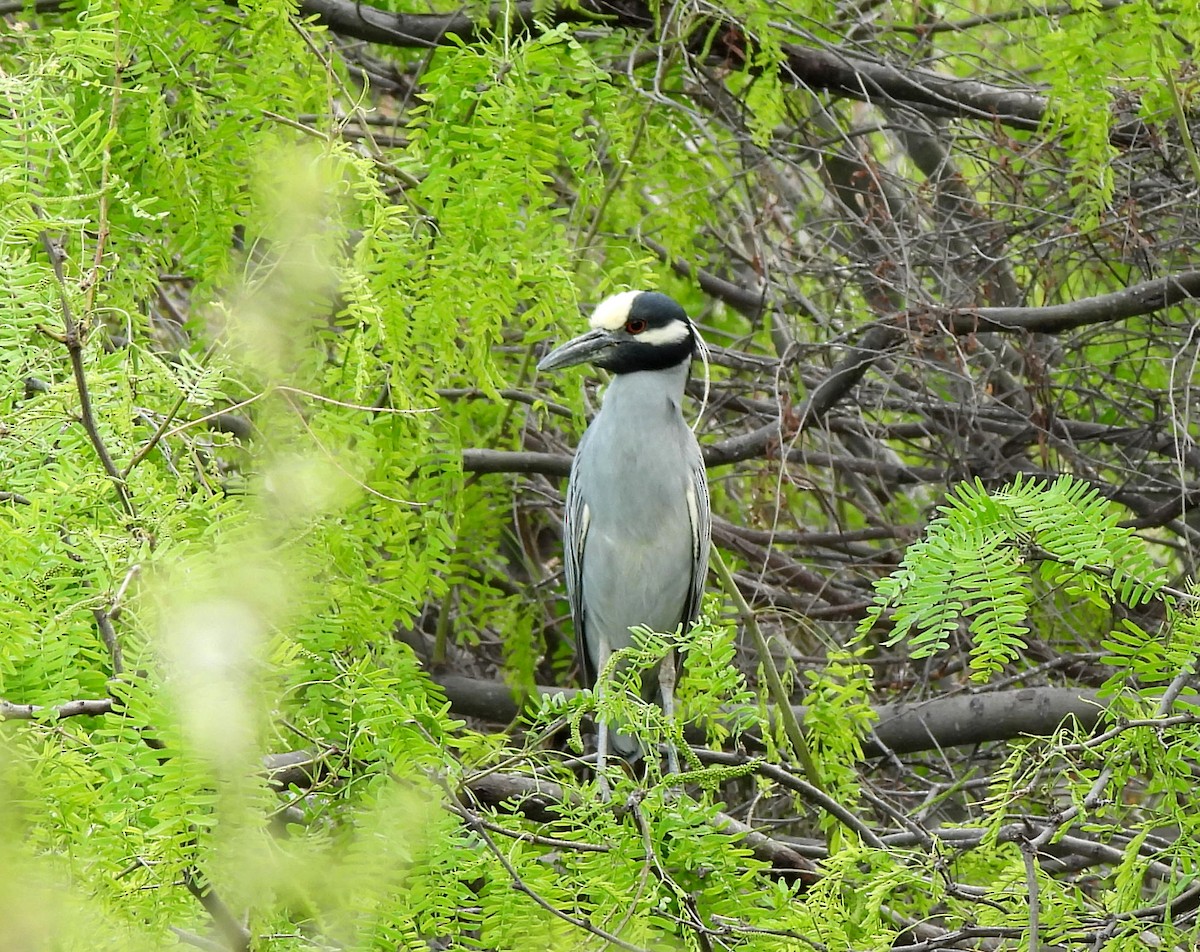 Yellow-crowned Night Heron - ML560983541