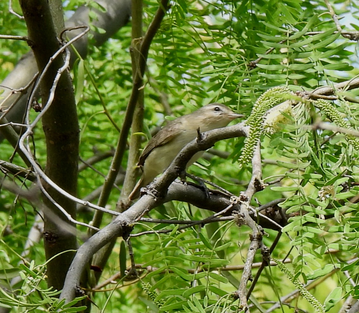 Bell's Vireo - Mary Tannehill