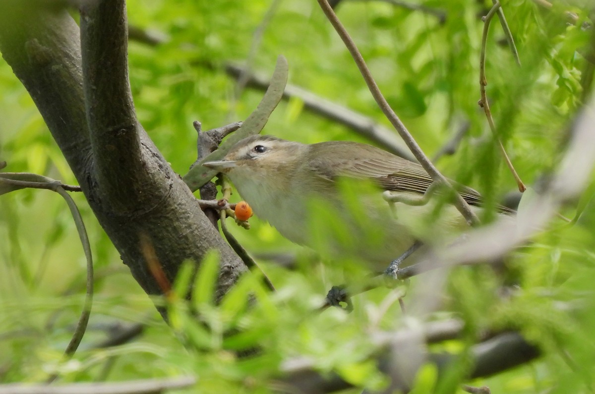 Bell's Vireo - Mary Tannehill