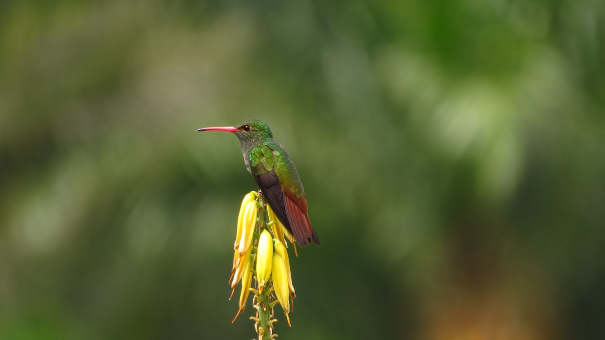 Rufous-tailed Hummingbird - ML56098411