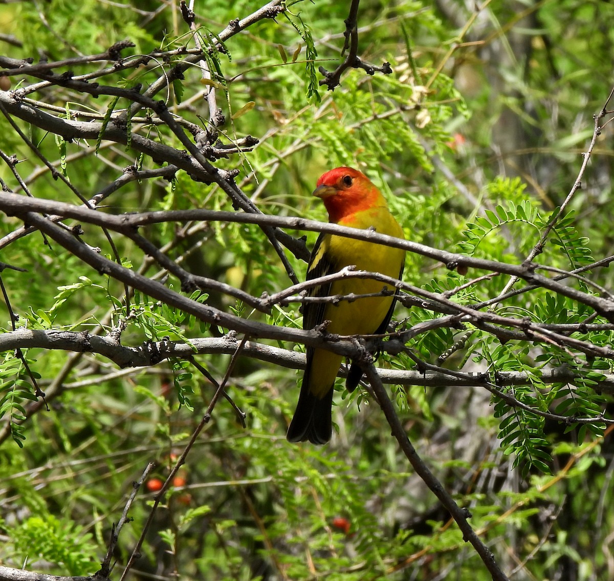 Piranga à tête rouge - ML560984141