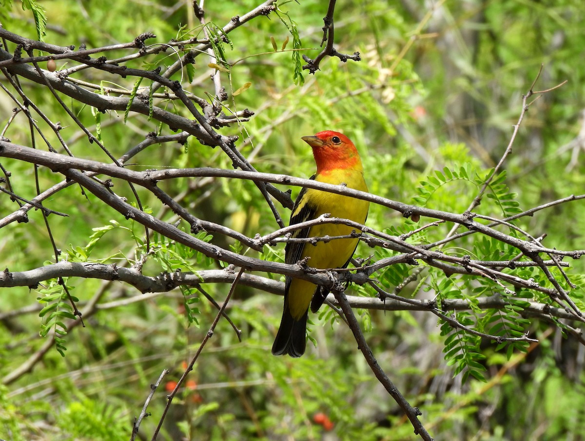 Piranga à tête rouge - ML560984181