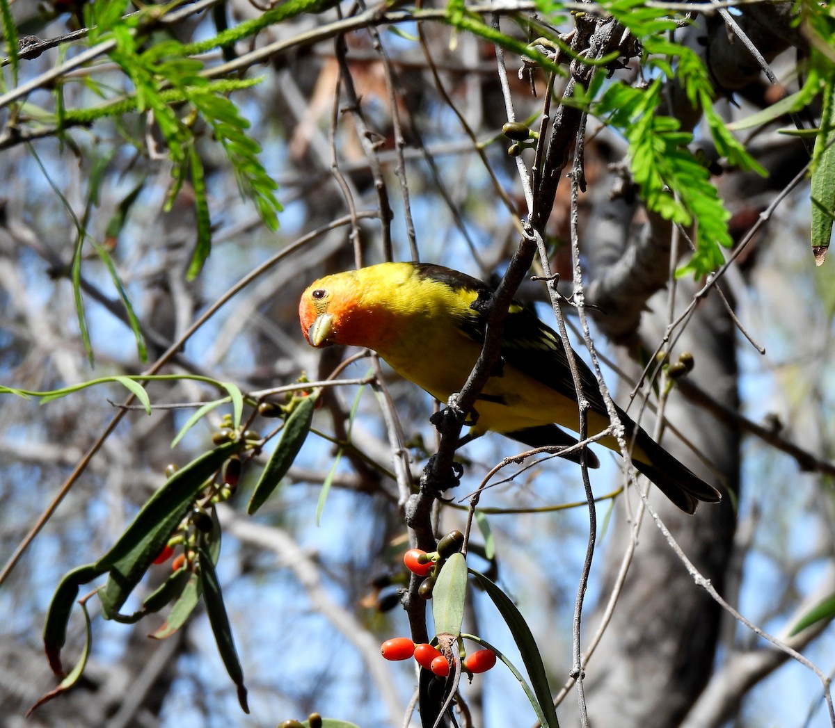 Piranga Carirroja - ML560984191