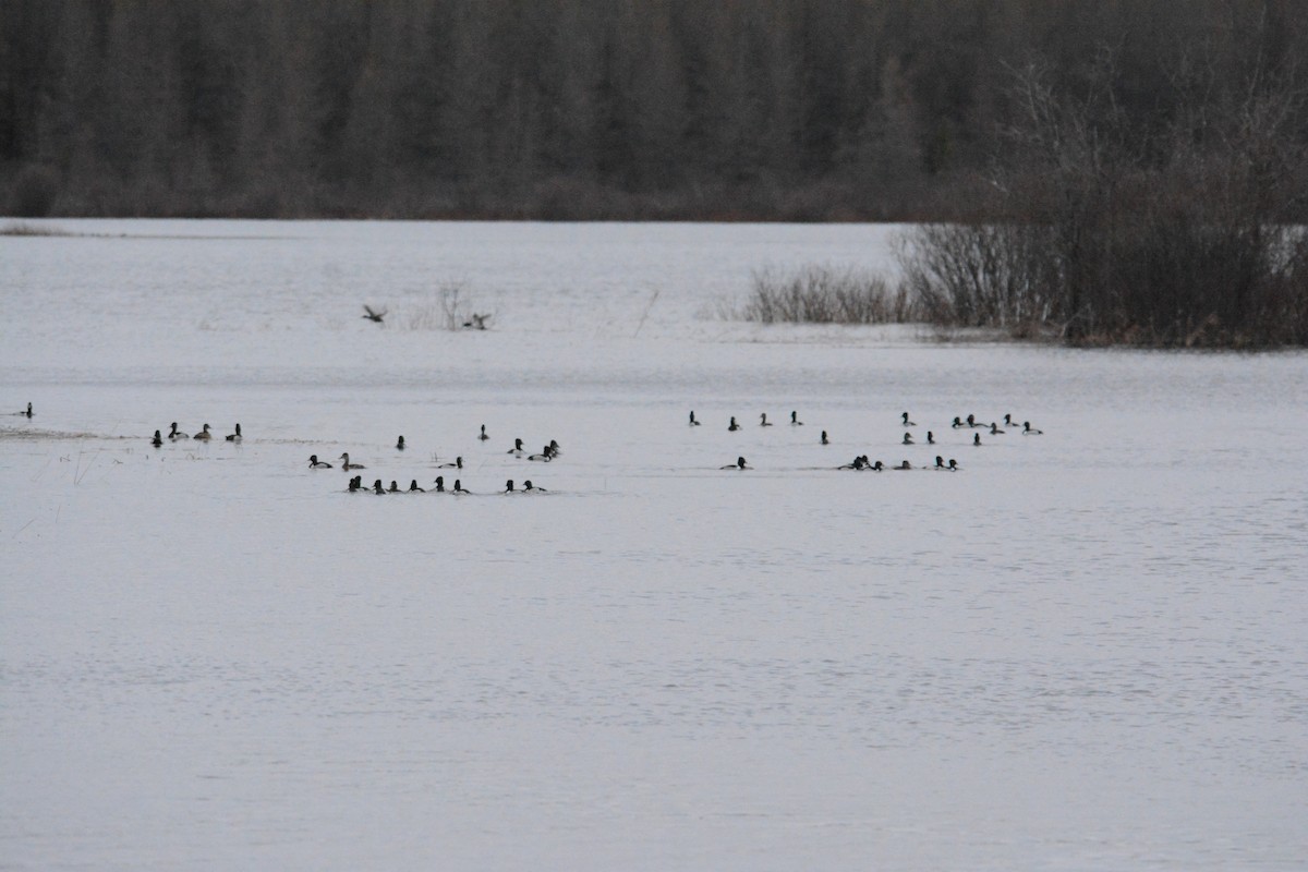 Ring-necked Duck - ML56098461