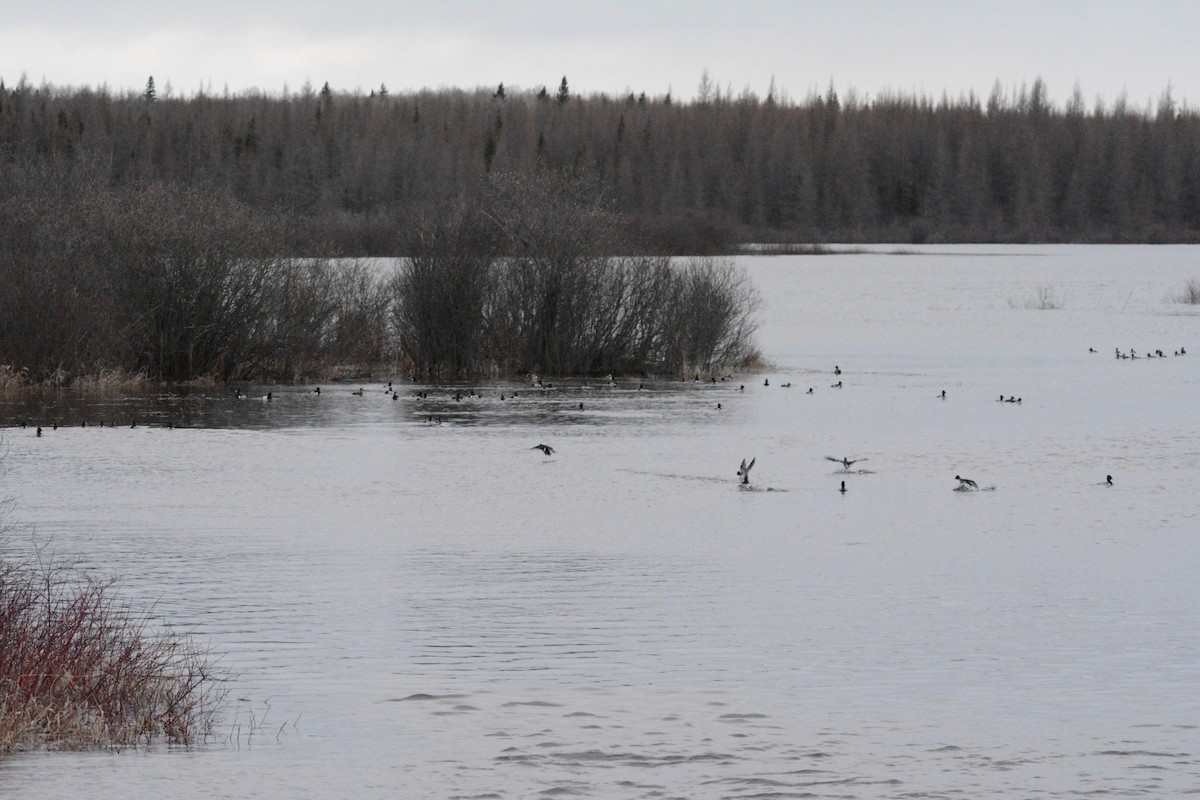 Ring-necked Duck - ML56098491