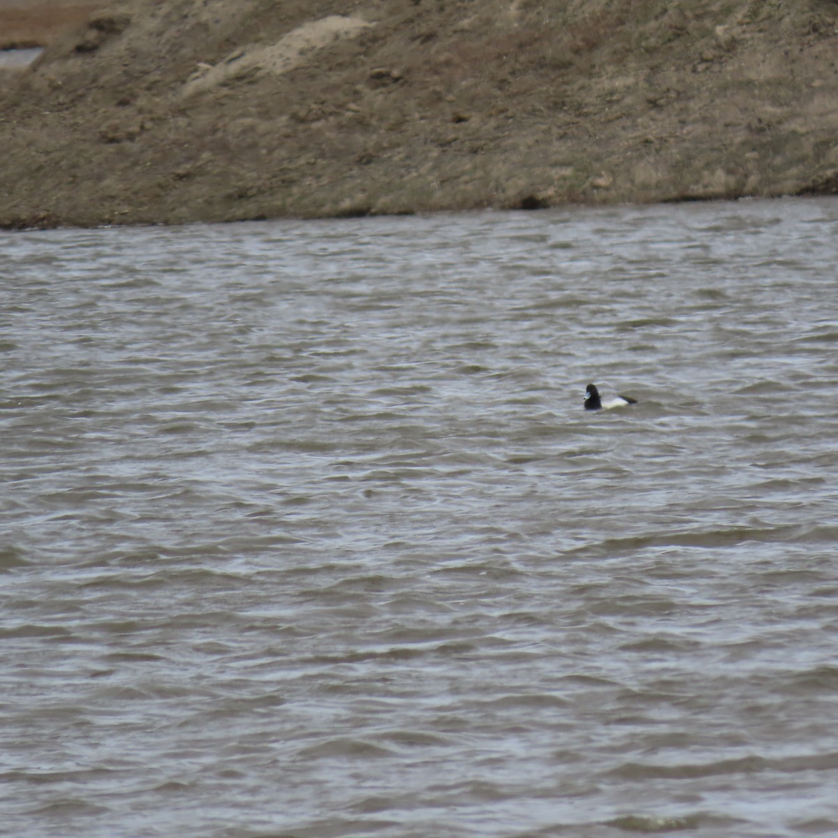 Ring-necked Duck - ML560985161