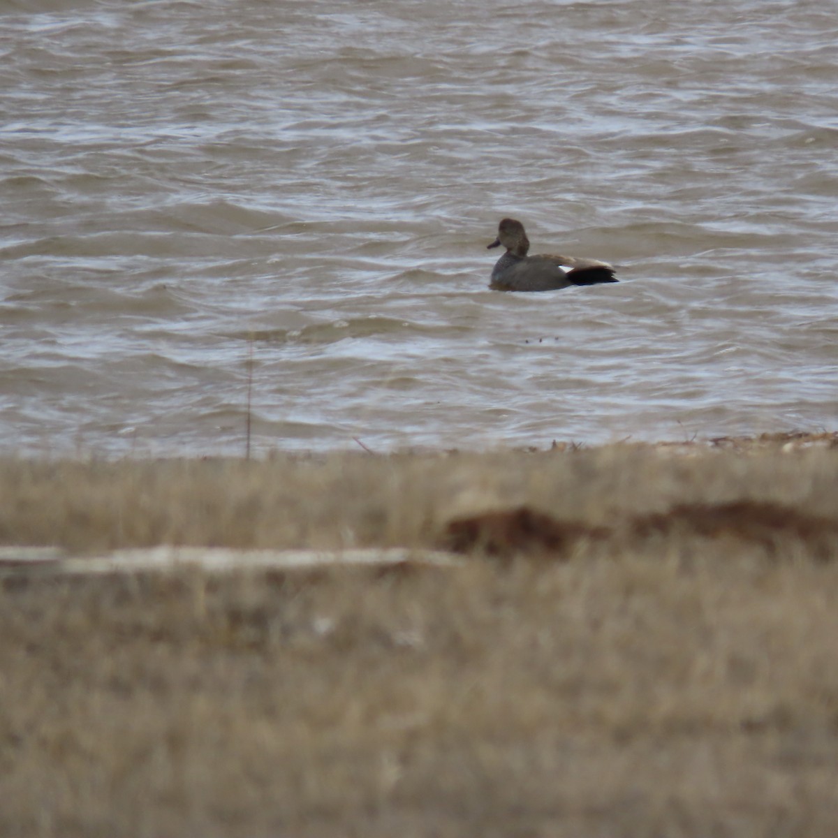 Gadwall - ML560985671