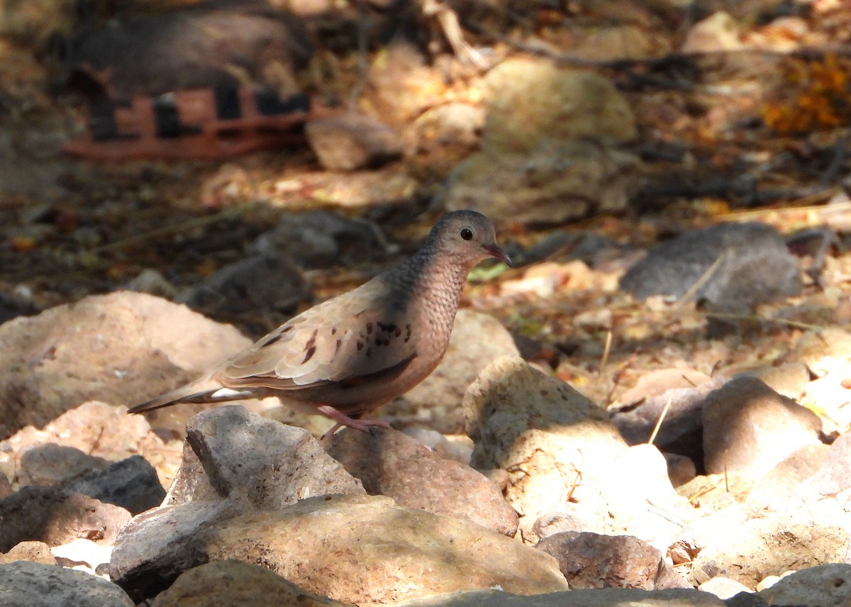 Common Ground Dove - ML560986381