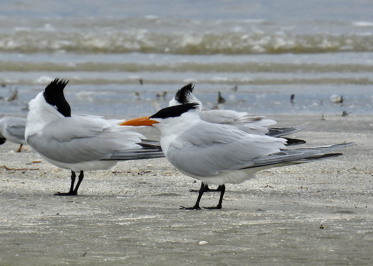 Royal Tern - Van Remsen