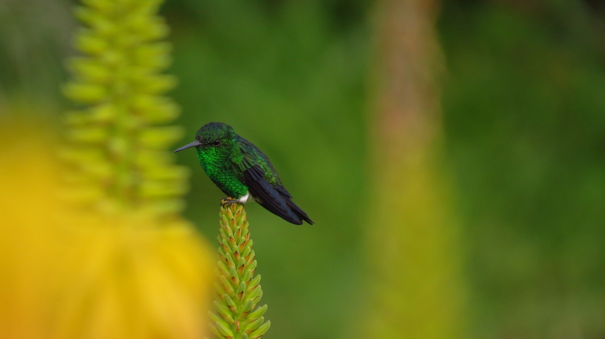 Steely-vented Hummingbird - ML56098861